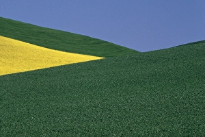 Angles of pea fields and canola fields in Whitman County Washington state Angles of pea fields and canola fields in Whitman County Washington state