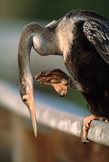 Anhinga (Anhinga anhinga) scratching. This is probably a juvenile. Note size of feet Anhinga (Anhinga anhinga) scratching. This is probably a juvenile. Note size of feet