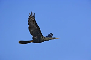 Anhinga in flight, Anhinga anhinga, Ding Darling National Wildlife Refuge, Sanibel Island Anhinga in flight, Anhinga anhinga, Ding Darling National Wildlife Refuge, Sanibel Island
