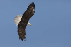 Bald Eagle Print
