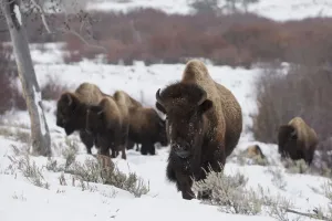 Yellow Stone National Park Animals Prints: Bison herd on the move