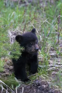 Black Bear Cub Print