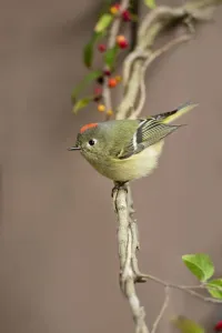 Ruby-crowned kinglet perched print