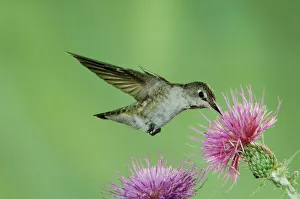 Annas Hummingbird, Calypte anna, female in flight feeding on Thistle, Paradise Annas Hummingbird, Calypte anna, female in flight feeding on Thistle, Paradise