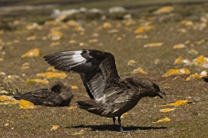 Antarctic Skua (Catharacta antarctica) Pebble Island, off north coast of West Falkland Antarctic Skua (Catharacta antarctica) Pebble Island, off north coast of West Falkland