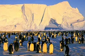 Emperor Penguins In Antarctica Prints: Antarctica, Antarctic