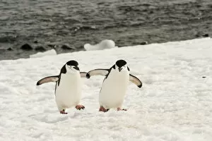Images Dated 3rd December 2011: Antarctica, Chinstrap, Penguin, Walking Pair
