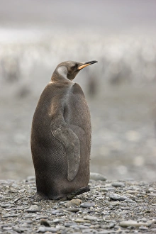 Antarctica, South Georgia, Salisbury Plain. A dark morph of a king penguin standing on the beach Antarctica, South Georgia, Salisbury Plain. A dark morph of a king penguin standing on the beach