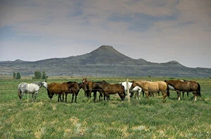 Angel Wynn Collection: Arapaho traditional homelands in Wyoming with a heard of horses in the foreground