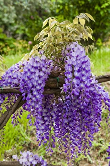 Arbor of wisteria in bloom, Firenze, Tuscany, Italy Arbor of wisteria in bloom, Firenze, Tuscany, Italy