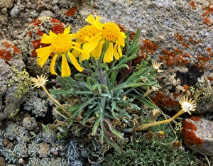 ARC DOME WILDERNESS, NEVADA. USA. Hymenoxys in bloom on crest of Toiyabe Range. Toiyabe-Humboldt ARC DOME WILDERNESS, NEVADA. USA. Hymenoxys in bloom on crest of Toiyabe Range. Toiyabe-Humboldt