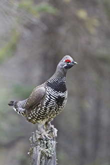 Arctic, Alaska, a male spruce grouse displays for females from a dead tree stump Arctic, Alaska, a male spruce grouse displays for females from a dead tree stump