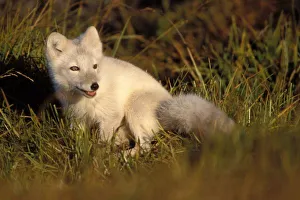 Arctic National Wildlife Refuge Animals Prints: arctic fox, Alopex