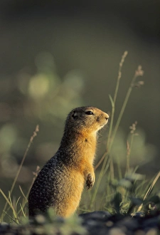 Arctic Ground Squirrel, Denali National Park, Alaska Arctic Ground Squirrel, Denali National Park, Alaska