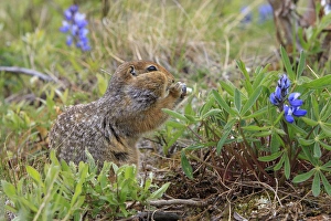 Arctic Ground Squirrel. Along Kongakut River. Arctic National Wildlife Refuge. Alaska Arctic Ground Squirrel. Along Kongakut River. Arctic National Wildlife Refuge. Alaska