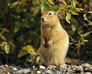 Arctic Ground Squirrel Posing; Denali National Park; Alaska; USA Arctic Ground Squirrel Posing; Denali National Park; Alaska; USA