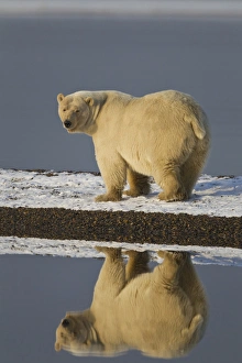 Arctic National Wildlife Refuge (ANWR), Beaufort Sea, Alaska, a polar bear is reflected Arctic National Wildlife Refuge (ANWR), Beaufort Sea, Alaska, a polar bear is reflected