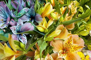 Argentina, Buenos Aires, Flowers of a Street Vendor Argentina, Buenos Aires, Flowers of a Street Vendor