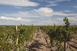ARGENTINA, Mendoza Province, San Carlos. Vineyard, Bodega O. Fournier boutique winery ARGENTINA, Mendoza Province, San Carlos. Vineyard, Bodega O. Fournier boutique winery