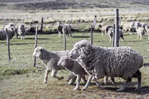 Argentina, Patagonia, South America. Three sheep on an estancia walk by other sheep Argentina, Patagonia, South America. Three sheep on an estancia walk by other sheep