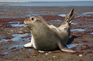 Argentina: Valdes Peninsula, Patagonia, Punta Delgada, Southern elephant seal(Mirounga Argentina: Valdes Peninsula, Patagonia, Punta Delgada, Southern elephant seal(Mirounga