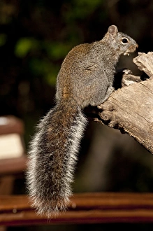Arizona Gray Squirrel Sciurus arizonensis SE Arizona Arizona Gray Squirrel Sciurus arizonensis SE Arizona