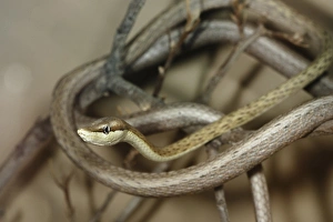 Arizona Vine Snake, Oxybelis aeneus, wrapped up in a group of branches in SW Arizona, USA Arizona Vine Snake, Oxybelis aeneus, wrapped up in a group of branches in SW Arizona, USA