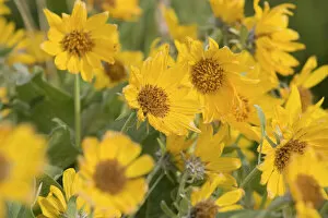 Macro Collection: Arrowleaf Balsomroot wildflowers near Judith Gap Montana