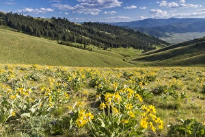 Arrowleaf balsomroot wildflowers in spring at the National Bison Range near Moiese Arrowleaf balsomroot wildflowers in spring at the National Bison Range near Moiese