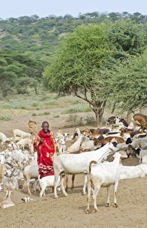 Arusha Tanzania Africa safari Masai men herder of goats leading flock to home village Arusha Tanzania Africa safari Masai men herder of goats leading flock to home village