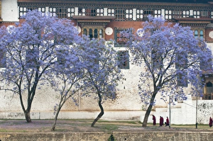 Asia, Bhutan. Monks walking by jacaranda trees outside Punakha Dzong palace. Credit as Asia, Bhutan. Monks walking by jacaranda trees outside Punakha Dzong palace. Credit as