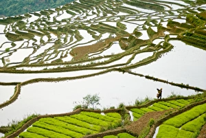 Asia, China, Yunnan Province, Honghe County. Farmer walks by seed rice on flooded Asia, China, Yunnan Province, Honghe County. Farmer walks by seed rice on flooded