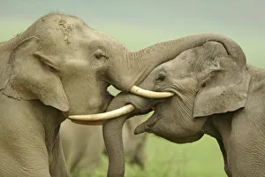 Prints of Indian / Asian Elephants play fighting, Corbett National Park, Uttaranchal, India Asian Elephant Prints: Asia Print: Indian Elephants Play Fighting in Corbett National Park
