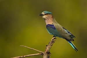 Asia, India, Bandhavgar National Park, Indian Roller, Coracias benghalensis, perched Asia, India, Bandhavgar National Park, Indian Roller, Coracias benghalensis, perched