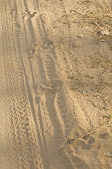 Asia, India, Bandhavgarh National Park, Tiger tracks Asia, India, Bandhavgarh National Park, Tiger tracks