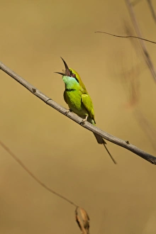 Asia, India, Kanha National Park, Little Green Bee-eater, Merops orientalis, on branch Asia, India, Kanha National Park, Little Green Bee-eater, Merops orientalis, on branch