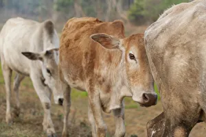 Asia, India, Meghalaya, Bajengdoba. Cattle walk in single file Asia, India, Meghalaya, Bajengdoba. Cattle walk in single file