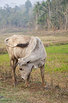 Asia, India, Meghalaya, Bajengdoba. East Garo Hills region. A cow amidst the fields Asia, India, Meghalaya, Bajengdoba. East Garo Hills region. A cow amidst the fields