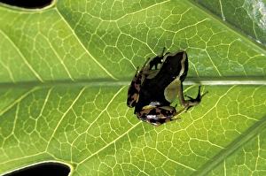 Asia, Madagascar Painted mantella (Mantella madagascariensis) Asia, Madagascar Painted mantella (Mantella madagascariensis)