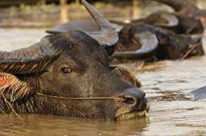 Asia, Myanmar, water buffalo (Bubalus bubalus) wallowing in river Asia, Myanmar, water buffalo (Bubalus bubalus) wallowing in river