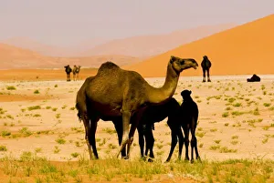 Oman Rub Al Khali Desert Print