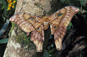 Asia, Papua New Guinea, Highland territory. Hercules of Atlas Moth (Attacua atlas) Asia, Papua New Guinea, Highland territory. Hercules of Atlas Moth (Attacua atlas)