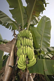 Asia, Vietnam. Green bananas on the tree, Can Tho Asia, Vietnam. Green bananas on the tree, Can Tho
