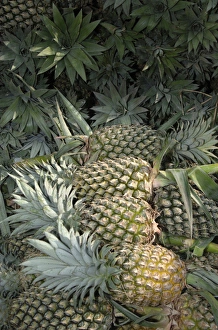 Asia, Vietnam. Pineapples in the hold of a Mekong River boat, Can Tho Asia, Vietnam. Pineapples in the hold of a Mekong River boat, Can Tho