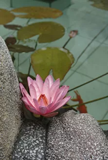 Images Dated 24th January 2006: Asia, Vietnam. Water lily in a temple pond, Phouc Kien Assembly Hall, Hoi An, Quang