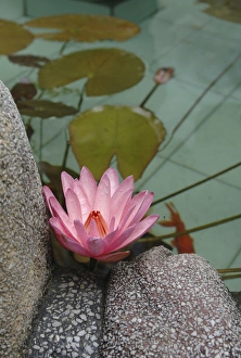 Asia, Vietnam. Water lily in a temple pond, Phouc Kien Assembly Hall, Hoi An, Quang Asia, Vietnam. Water lily in a temple pond, Phouc Kien Assembly Hall, Hoi An, Quang