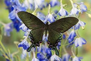 Asian Swallowtail Butterfly, Papilio syfanius Asian Swallowtail Butterfly, Papilio syfanius