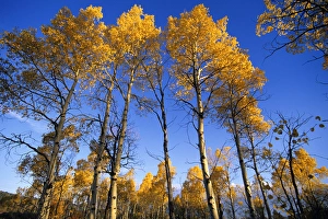 Aspen grove in autumn at Red Rocks NWR in Montana Aspen grove in autumn at Red Rocks NWR in Montana