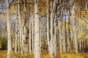 Aspens; Autumn; Zion National Park; Utah; USA Aspens; Autumn; Zion National Park; Utah; USA