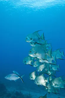 Atlantic Spadefish (Chaetodipterus faber) Ambergris Caye, Hol Chan Marine Preserve Atlantic Spadefish (Chaetodipterus faber) Ambergris Caye, Hol Chan Marine Preserve